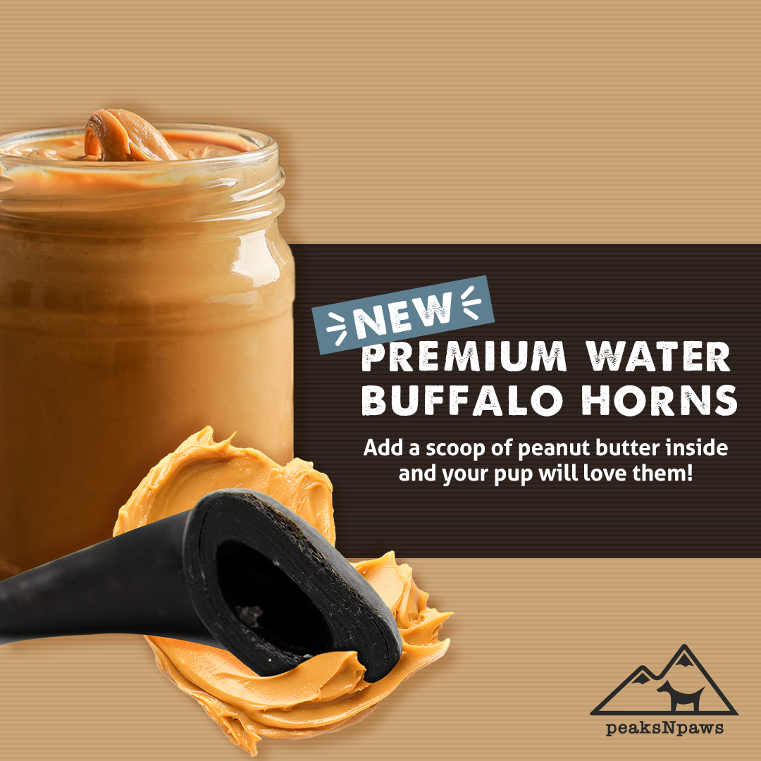 Premium Water Buffalo Horns - Small