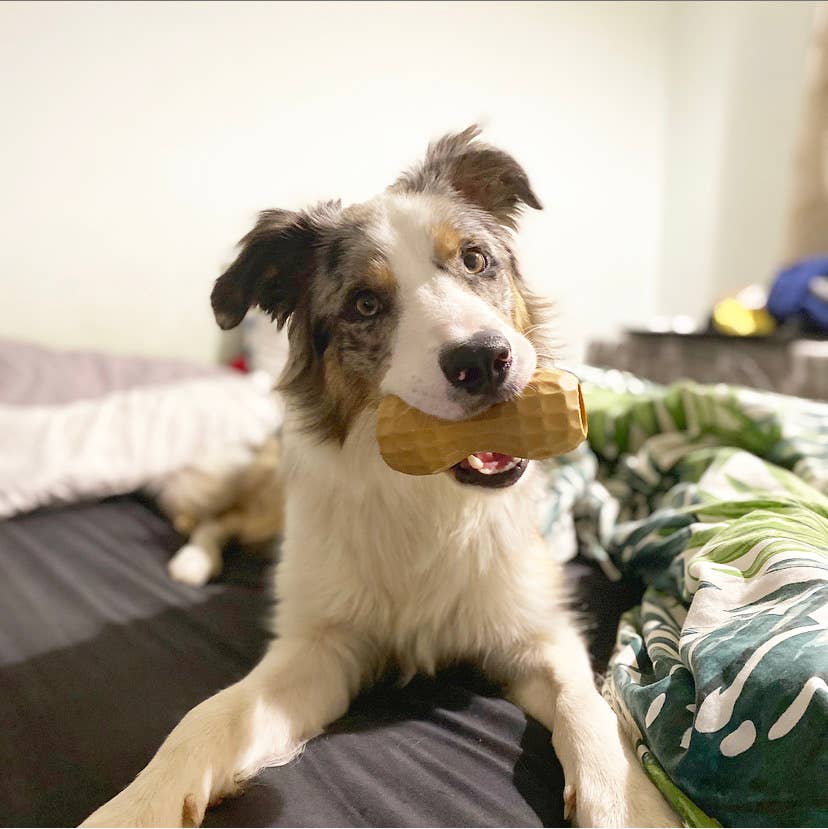 Poochie Butter Chew Toy Filler Peanut