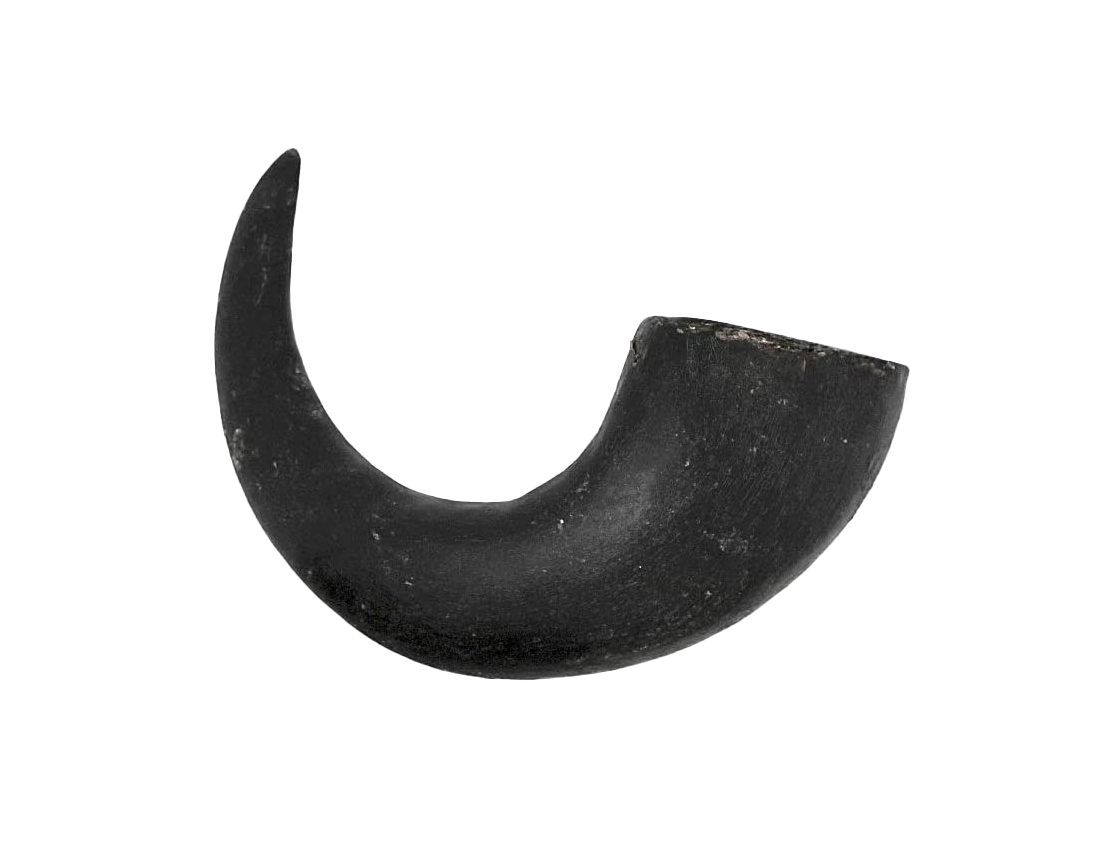 Premium Water Buffalo Horns - Small