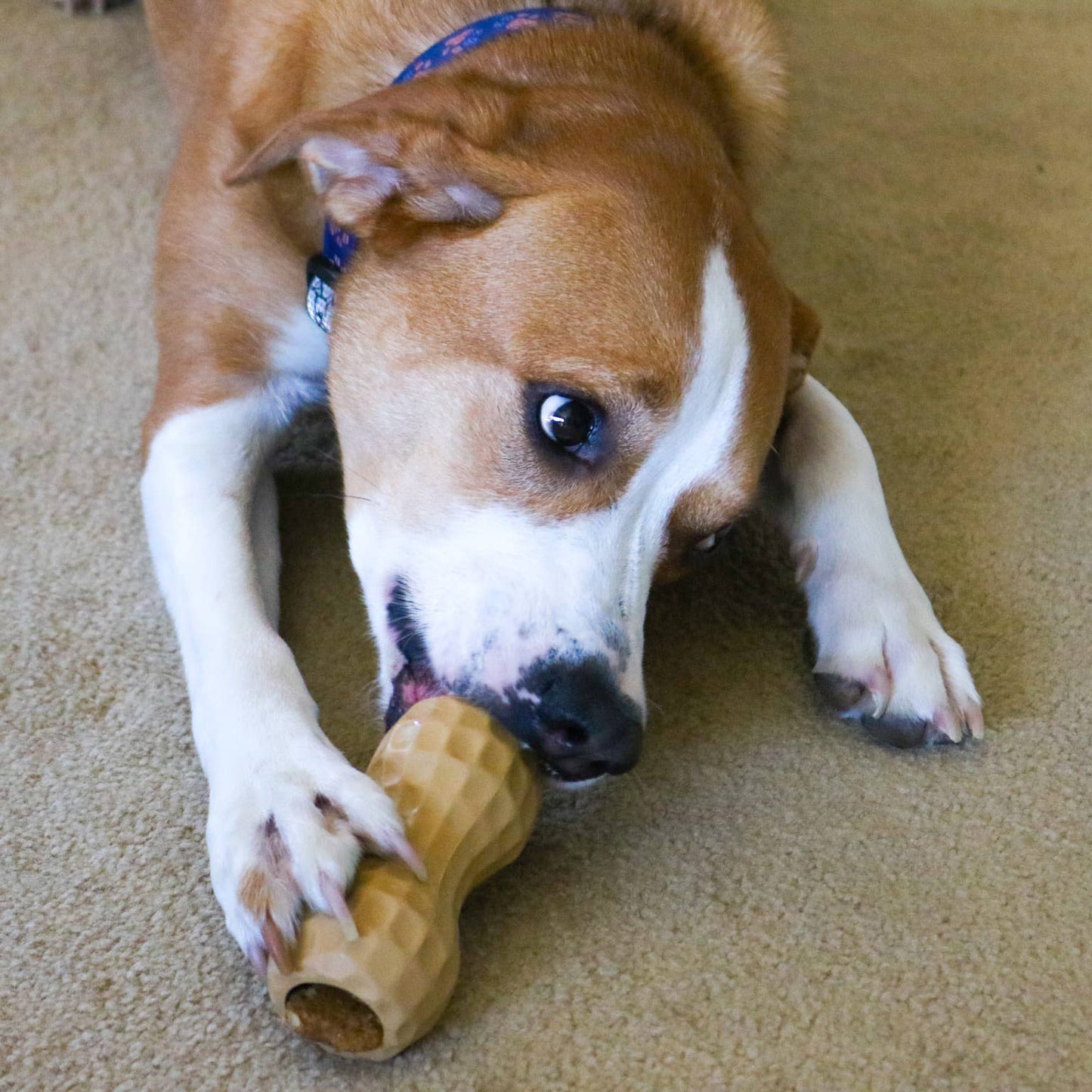 Poochie Butter Chew Toy Filler Peanut
