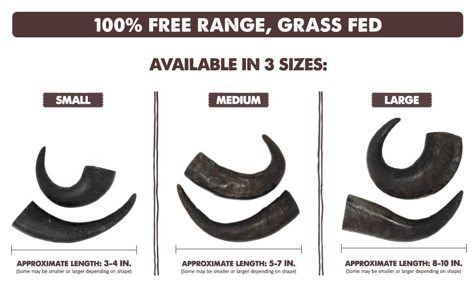 Premium Water Buffalo Horns - Small