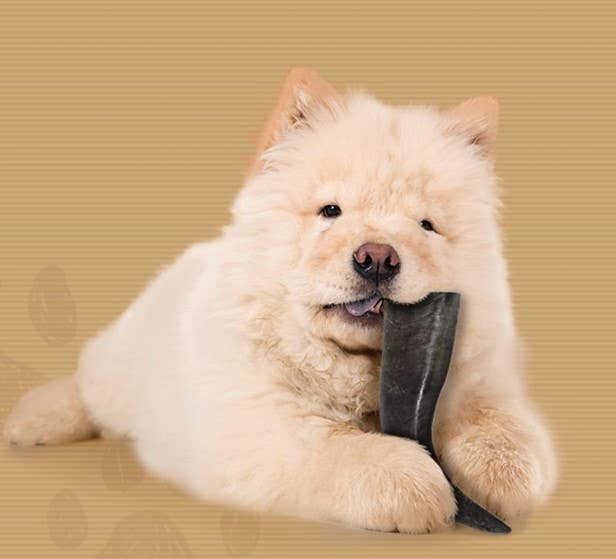 Premium Water Buffalo Horns - Small